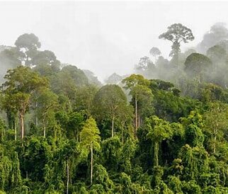 Tropical forest image 01